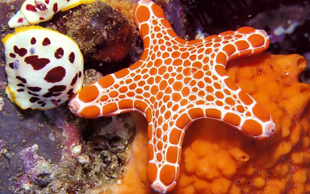 Солястер морская звезда