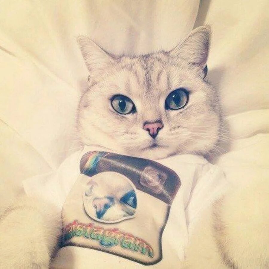 Прикольные авы котов