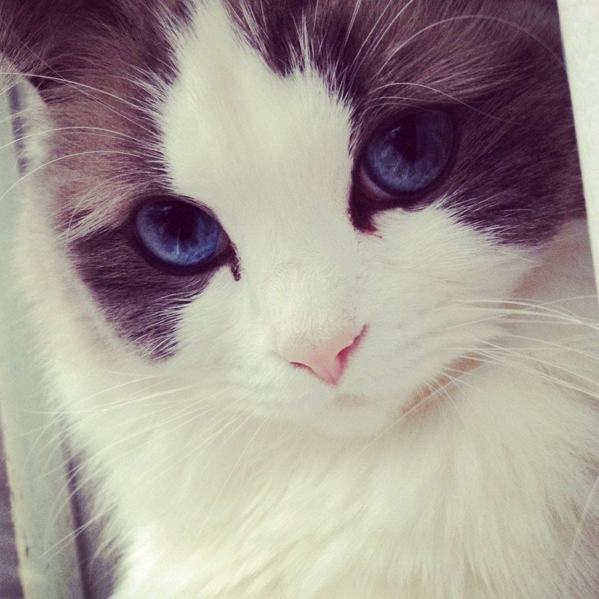 Милые аватарки с котиками