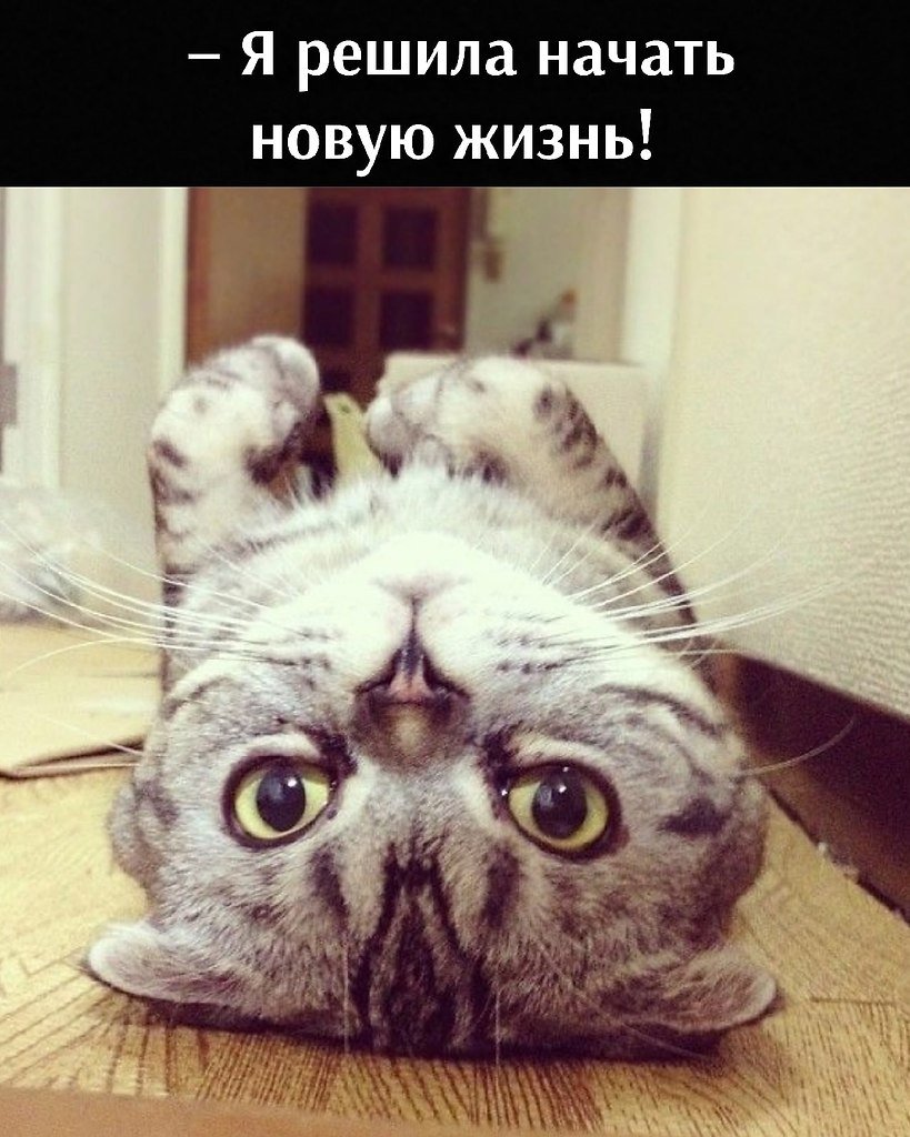 Кошка для инстаграма