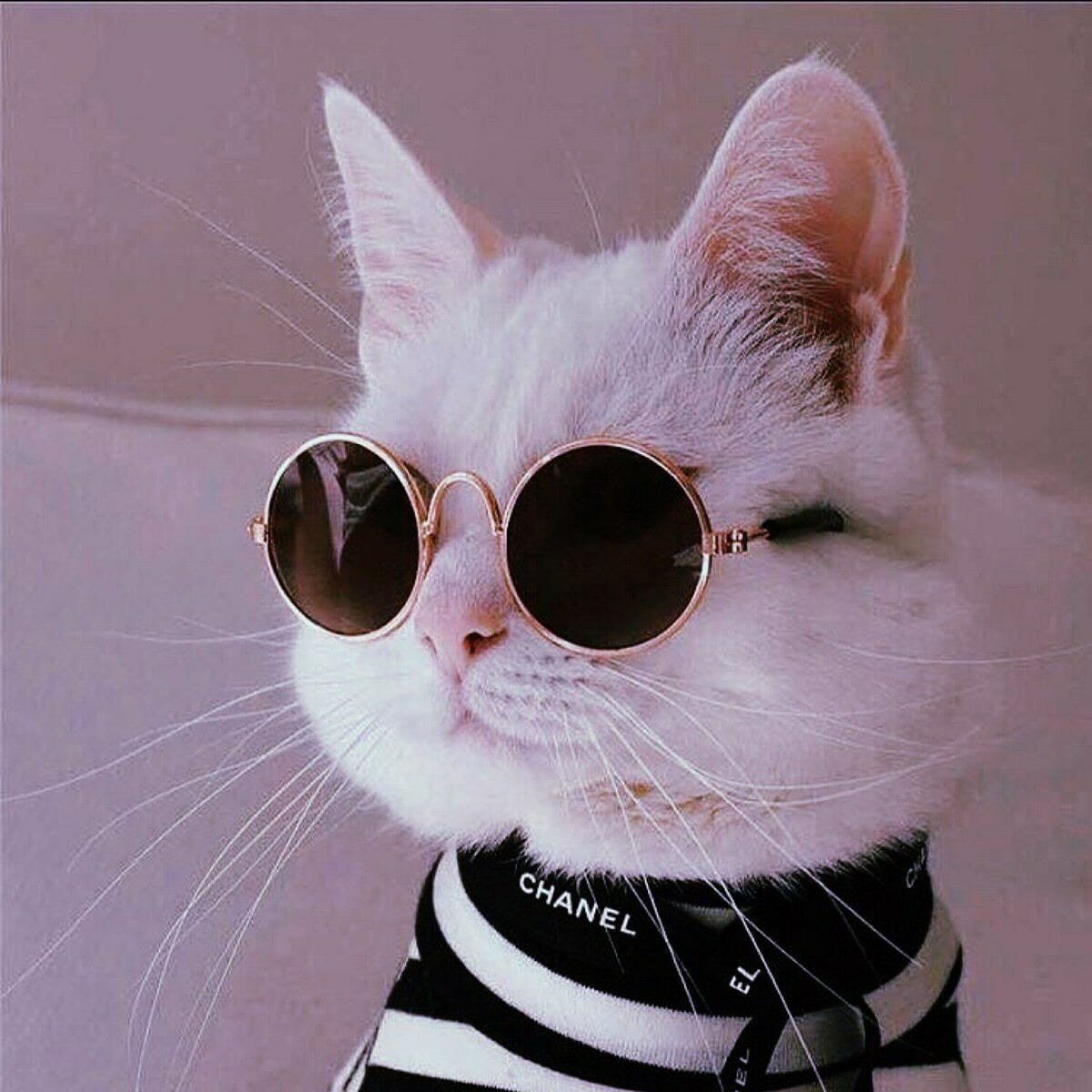 Кошечка в очках