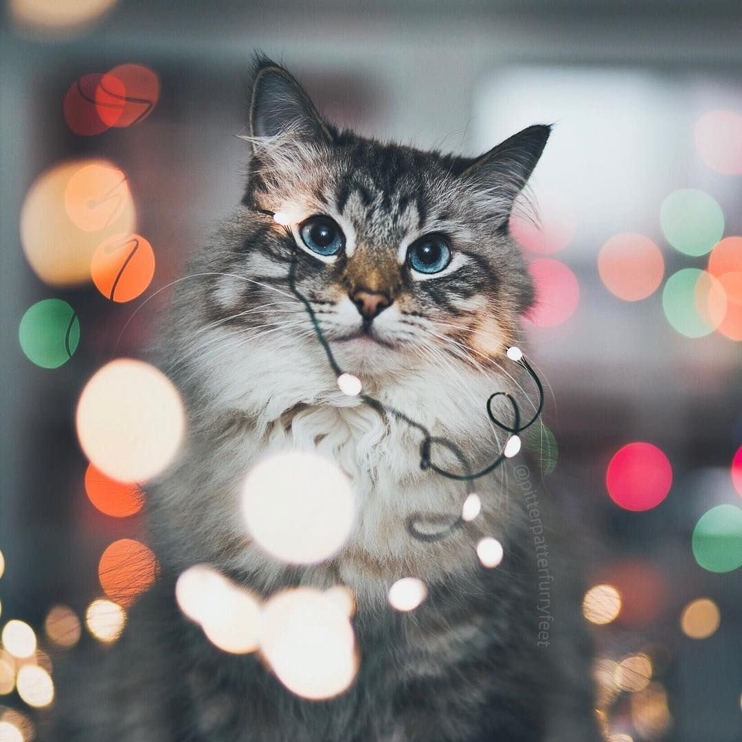 Гирлянда кошка