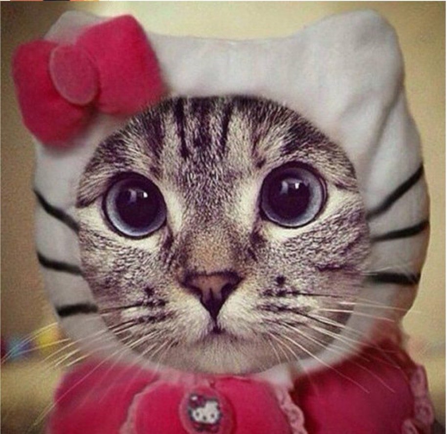 Прикольный кот