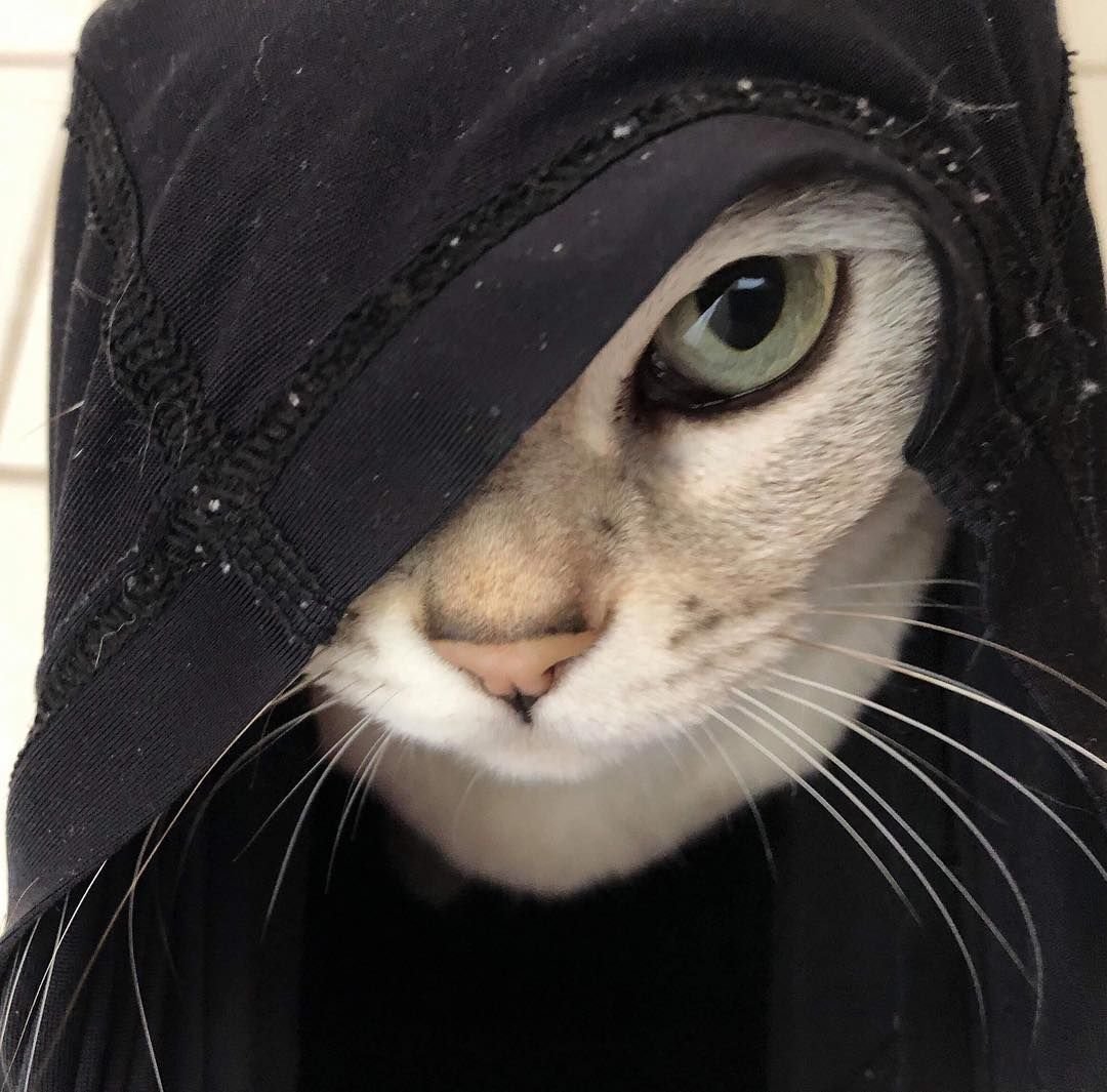 Крутые коты