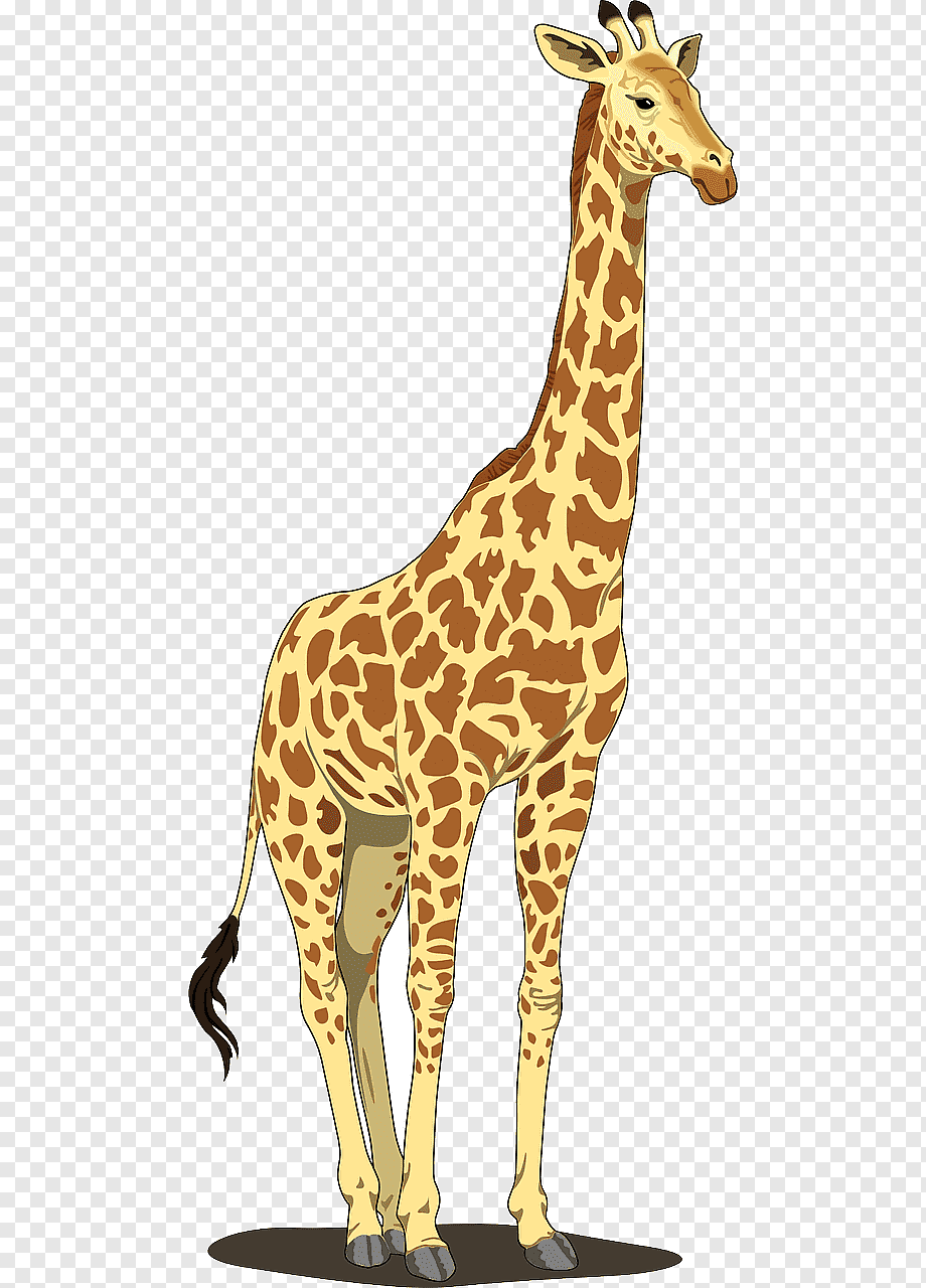 Жираф на белом фоне