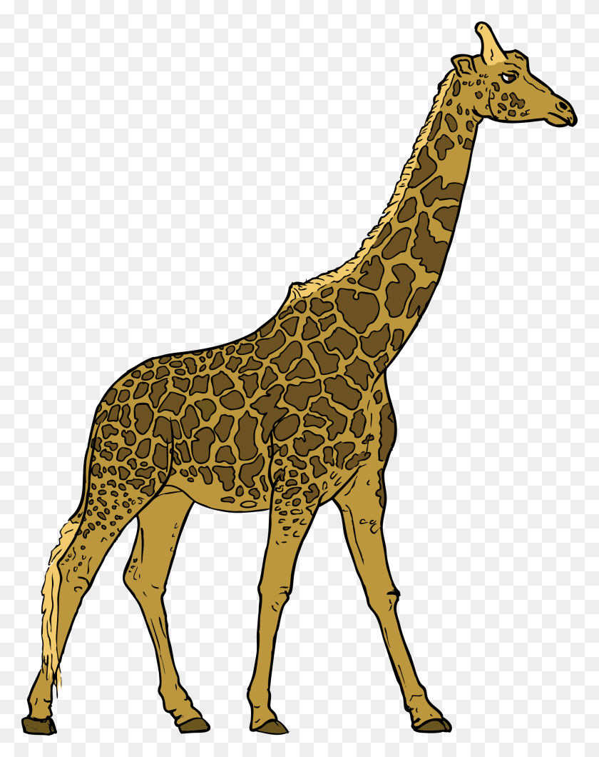 Жираф без фона