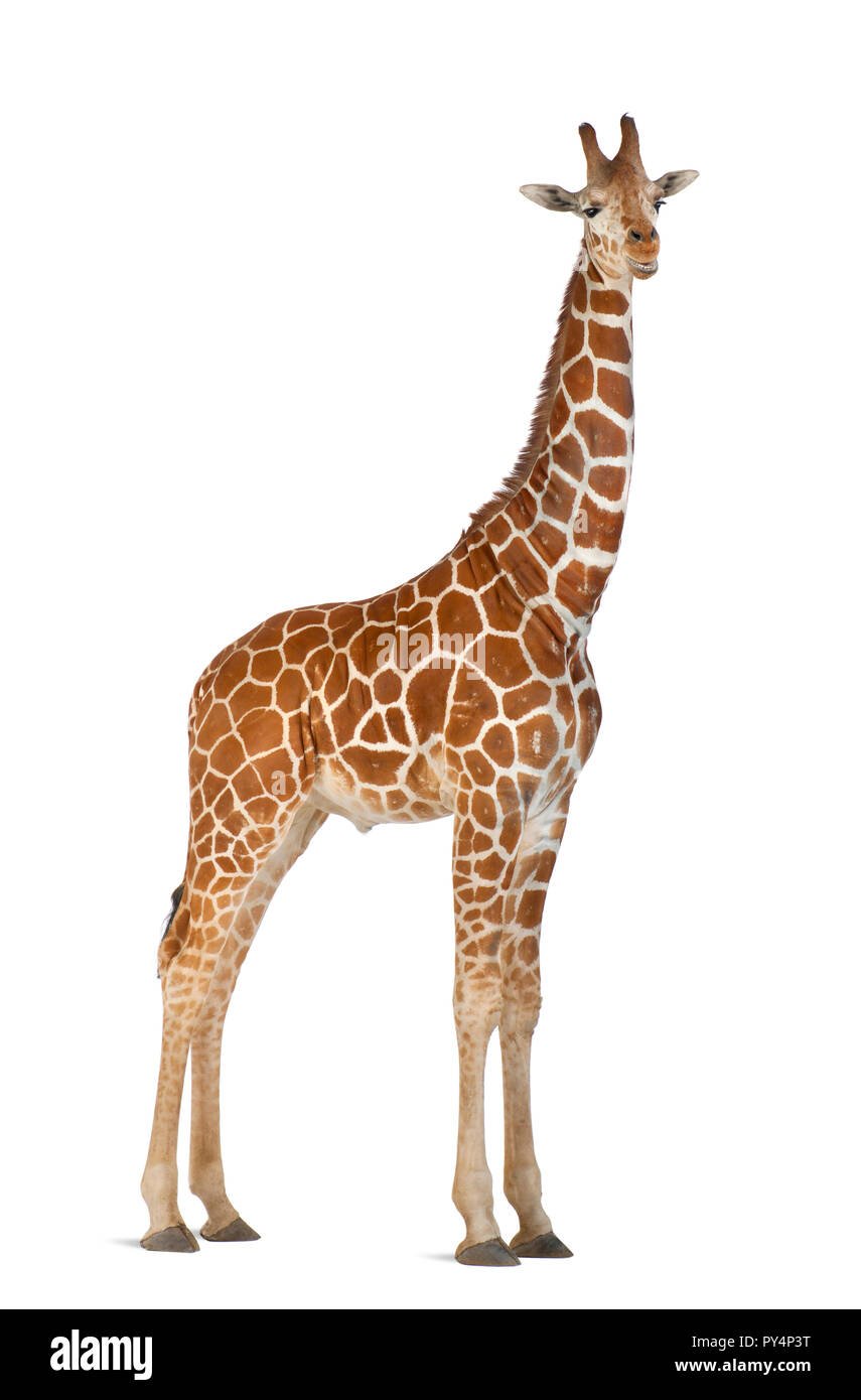 Картинка жирафа для детей на белом фоне