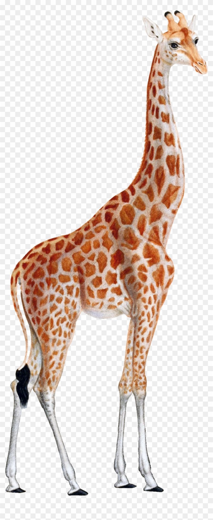 Жираф на белом фоне