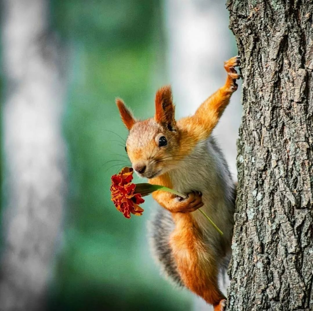 Белка белка