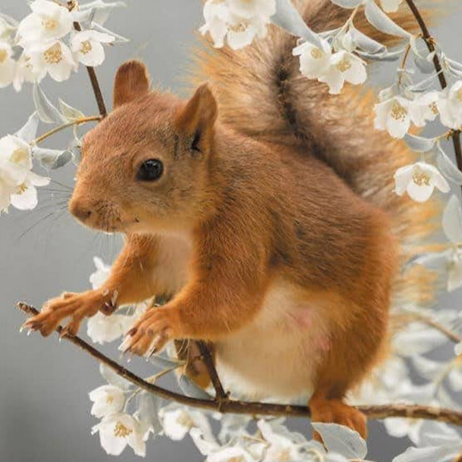 Милые белочки