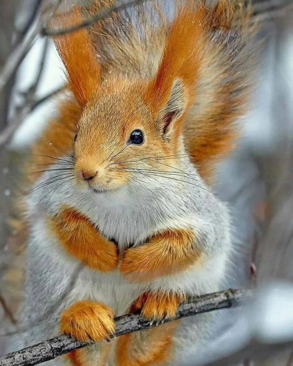 Красивые белки