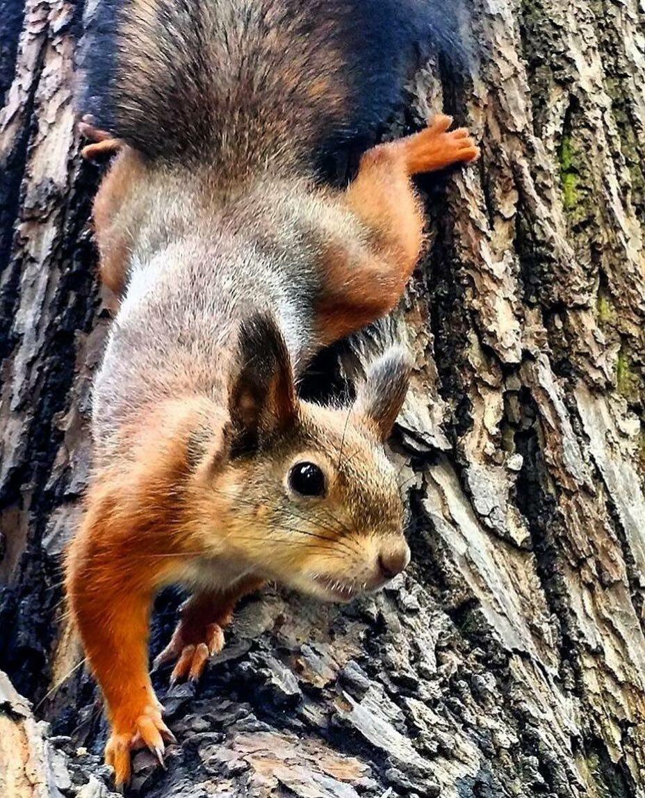 Гуаякильская белка.