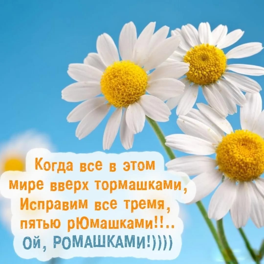 С днём рождения ромашки