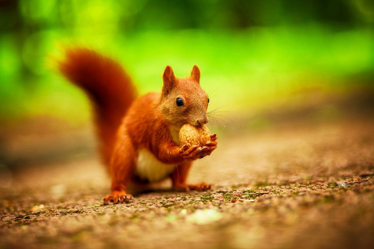Картинки на рабочий стол белка