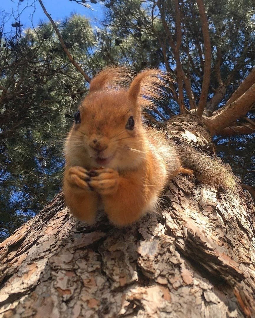 Пейзаж с белками