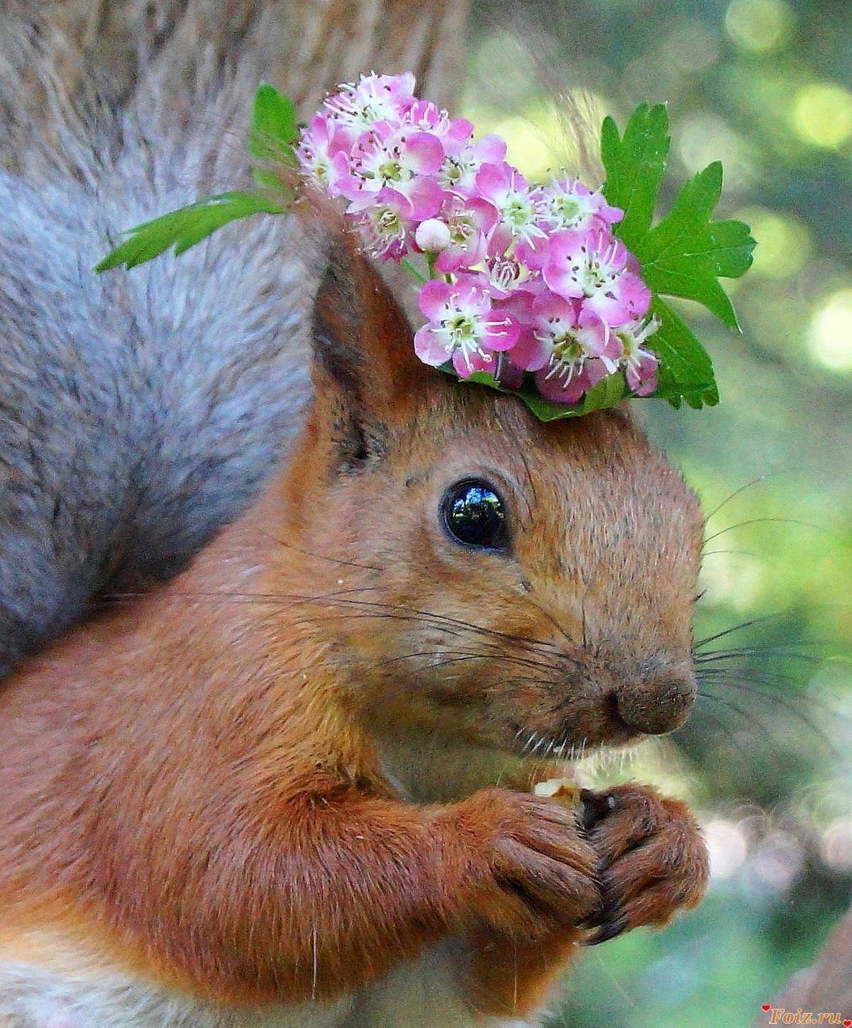 Герт Вегген