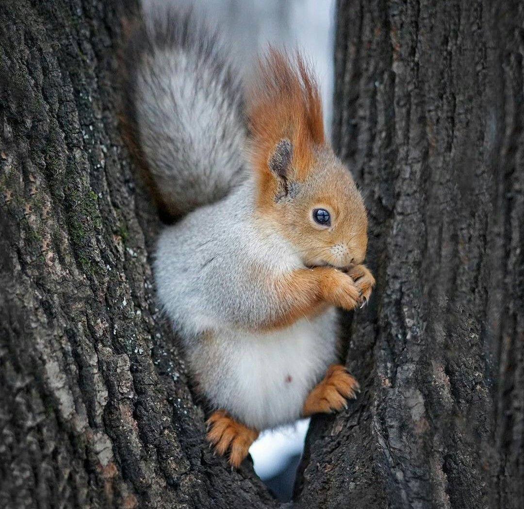 Белки белка с предметом