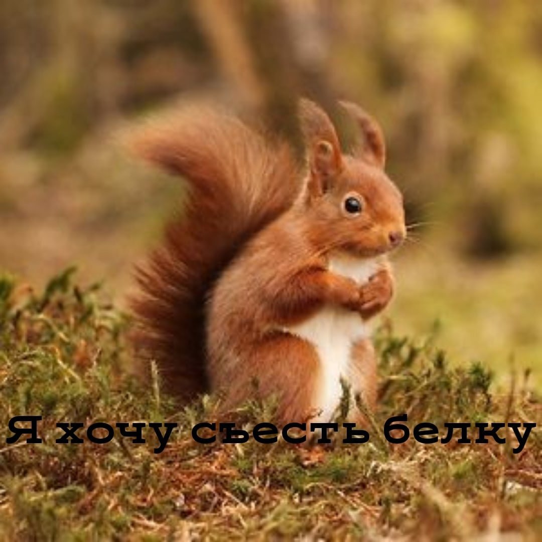 Животные озорных белок