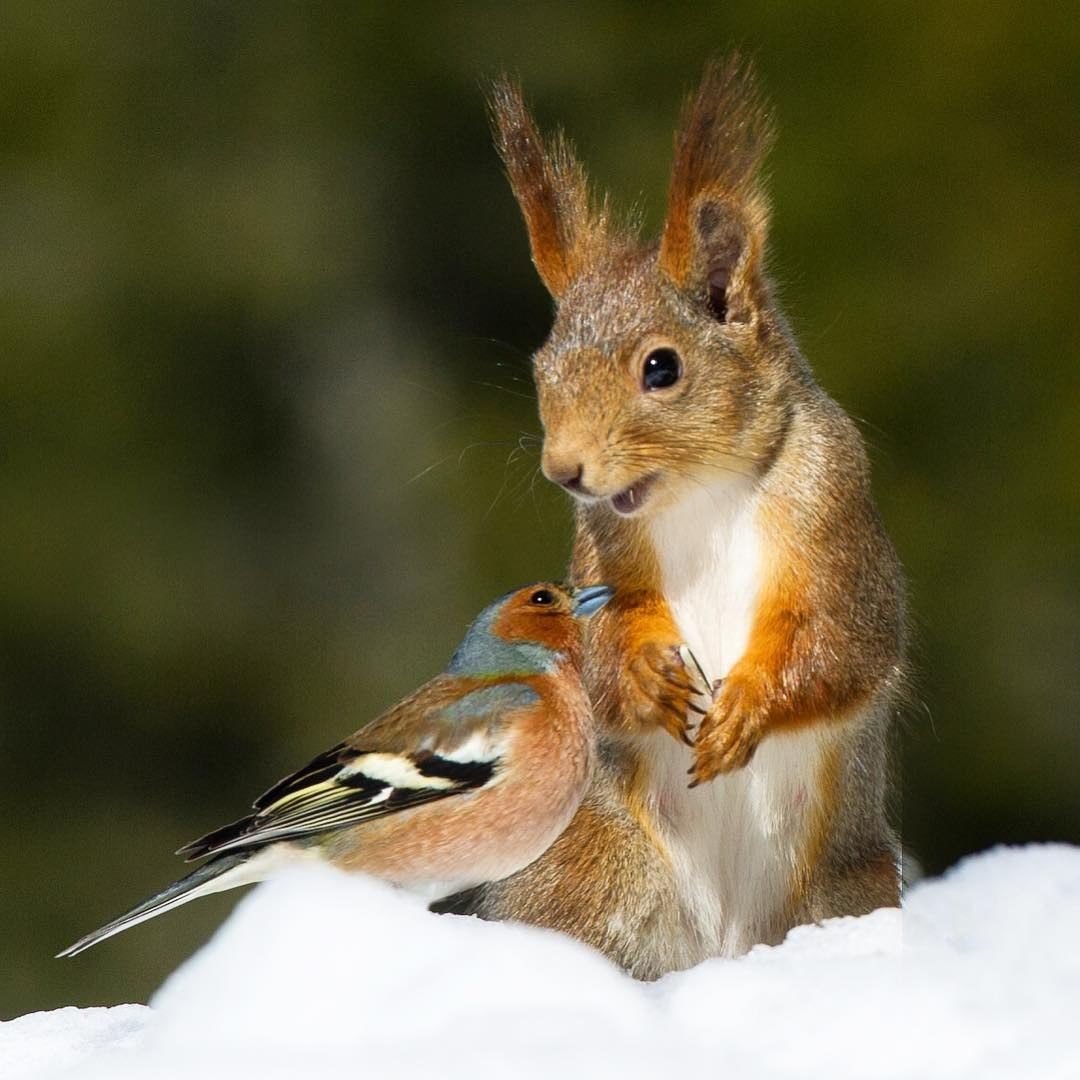 Белочка валяние из шерсти