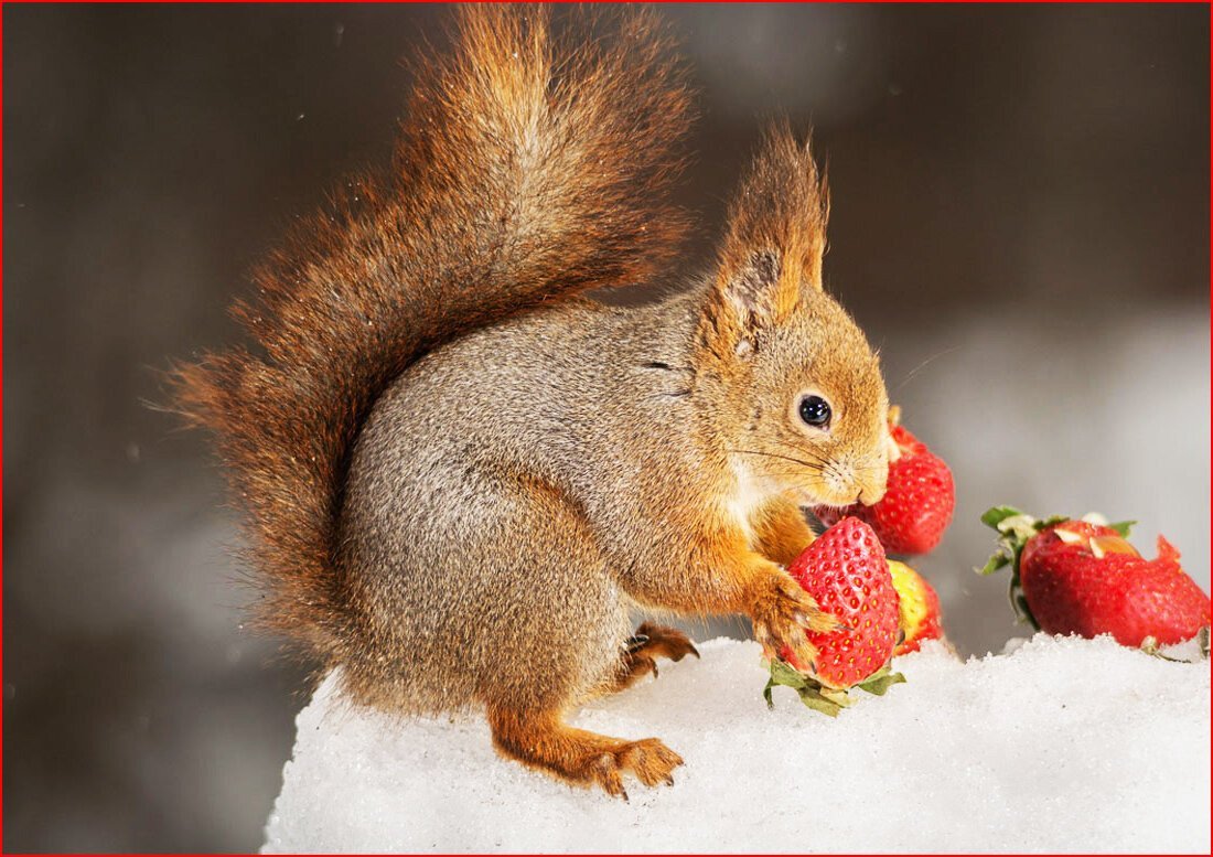 Пушистая белка