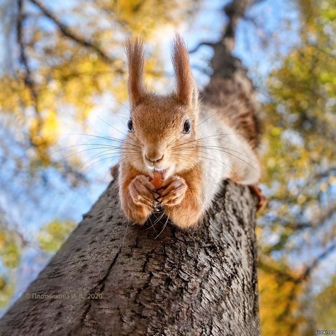 Белка с белым хвостом