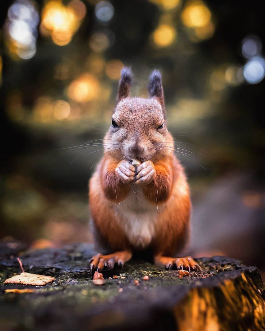 Осси Сааринен фотограф белка