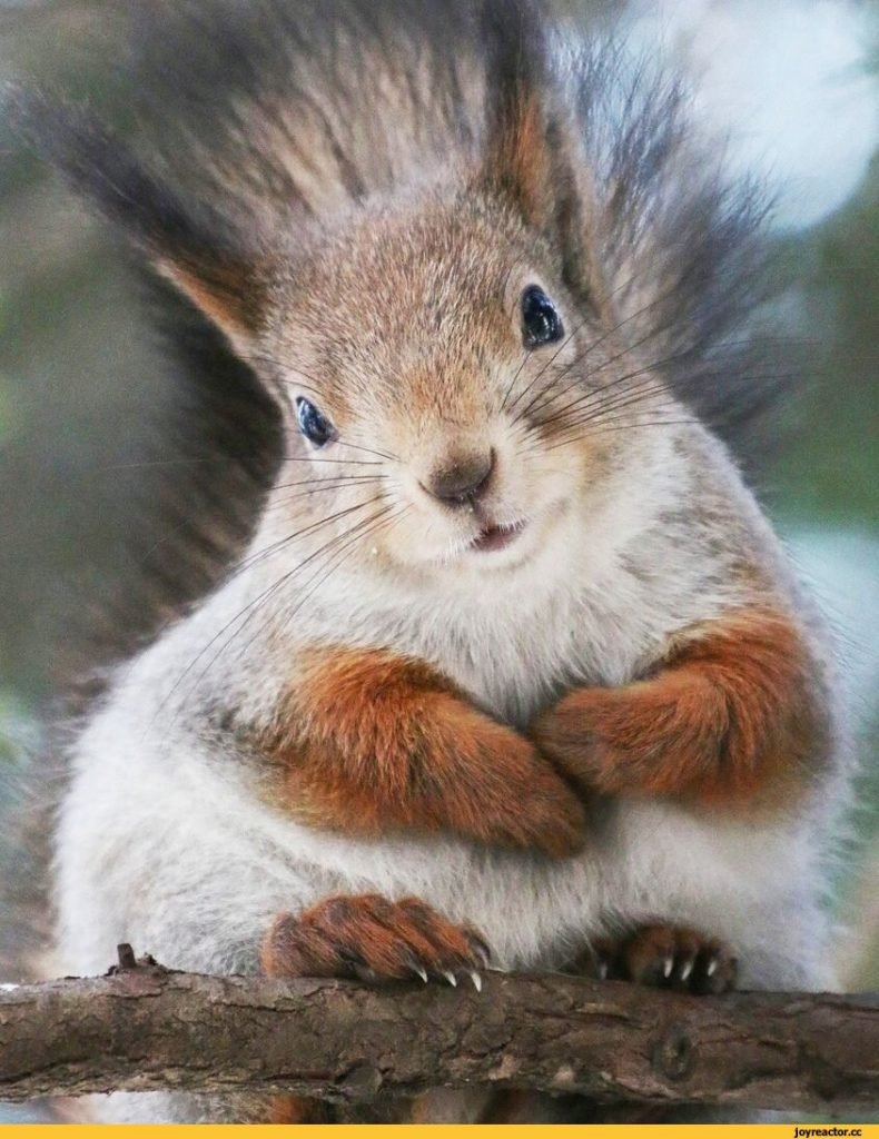 Бешеная Белочка