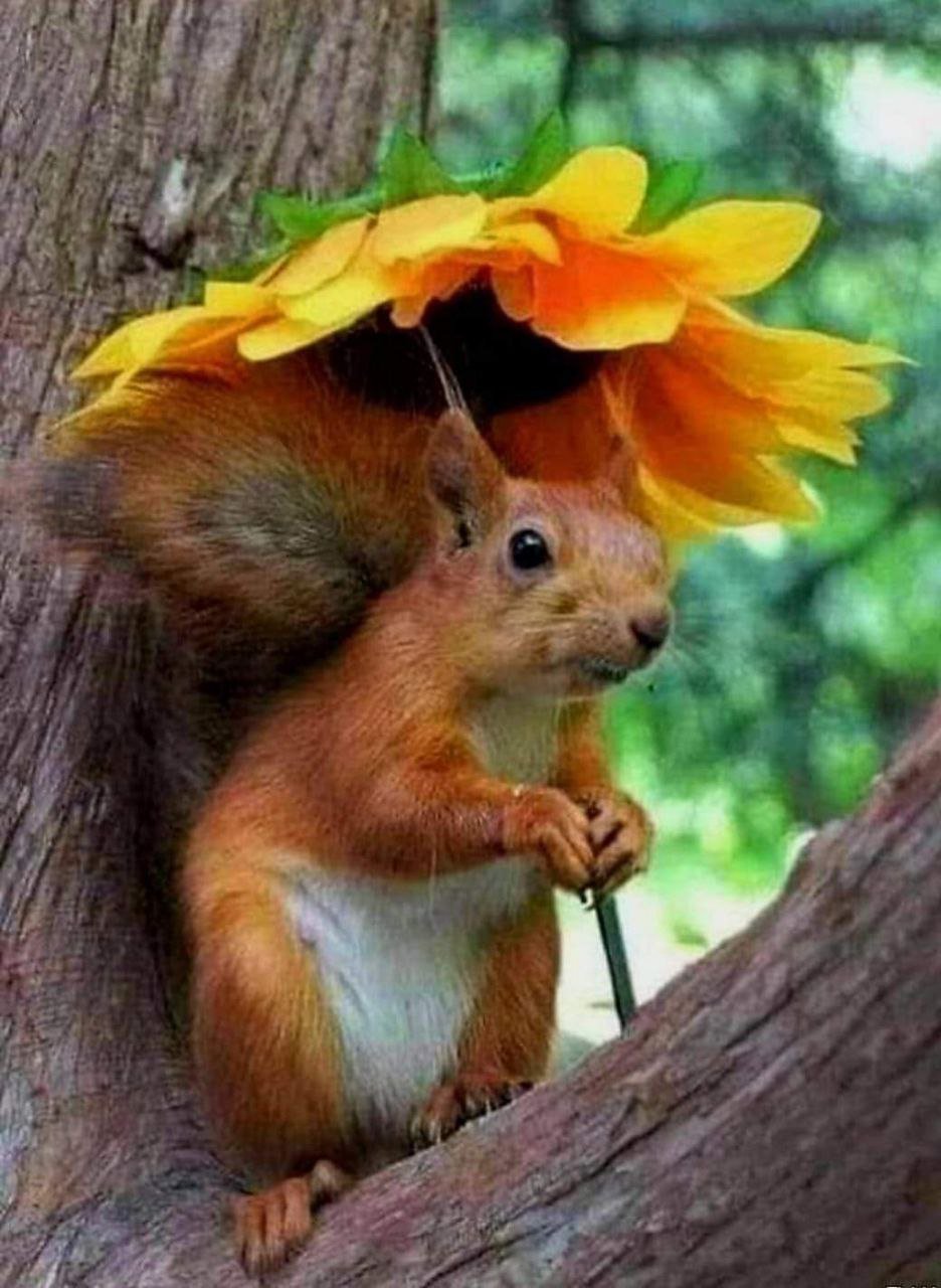 Огненная Векша