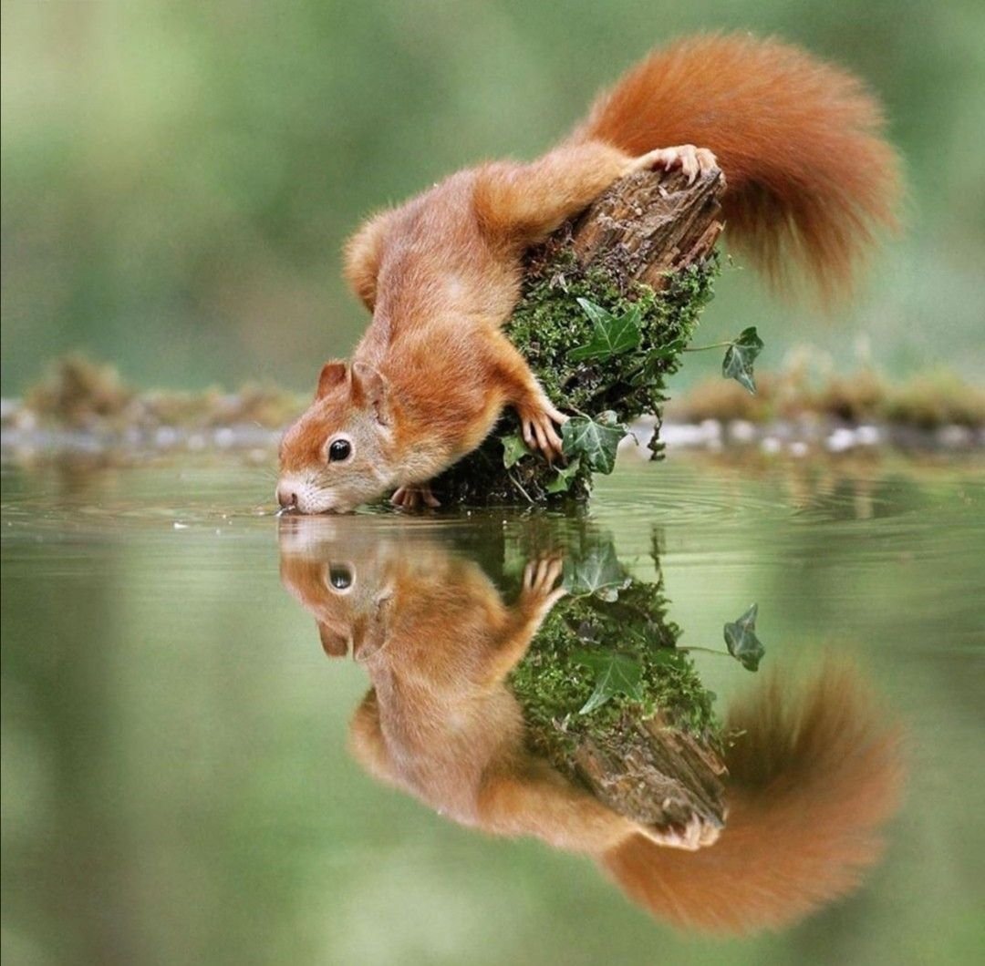 Белка из шерсти валяние