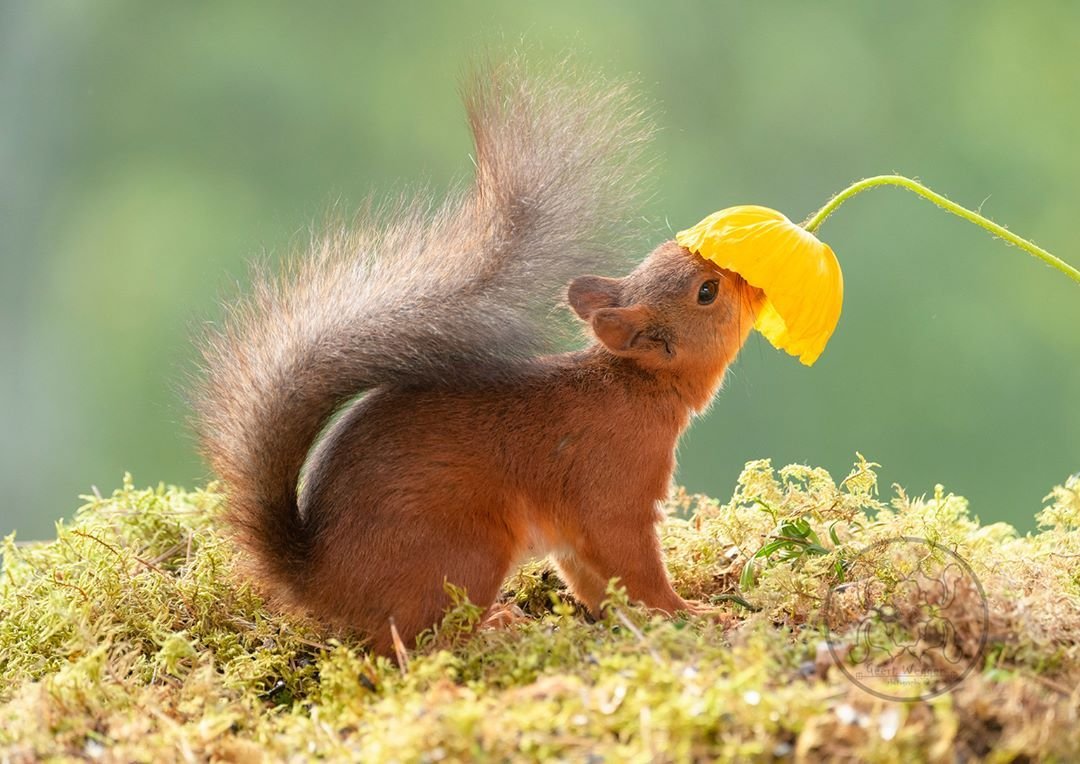 Белка с орехом