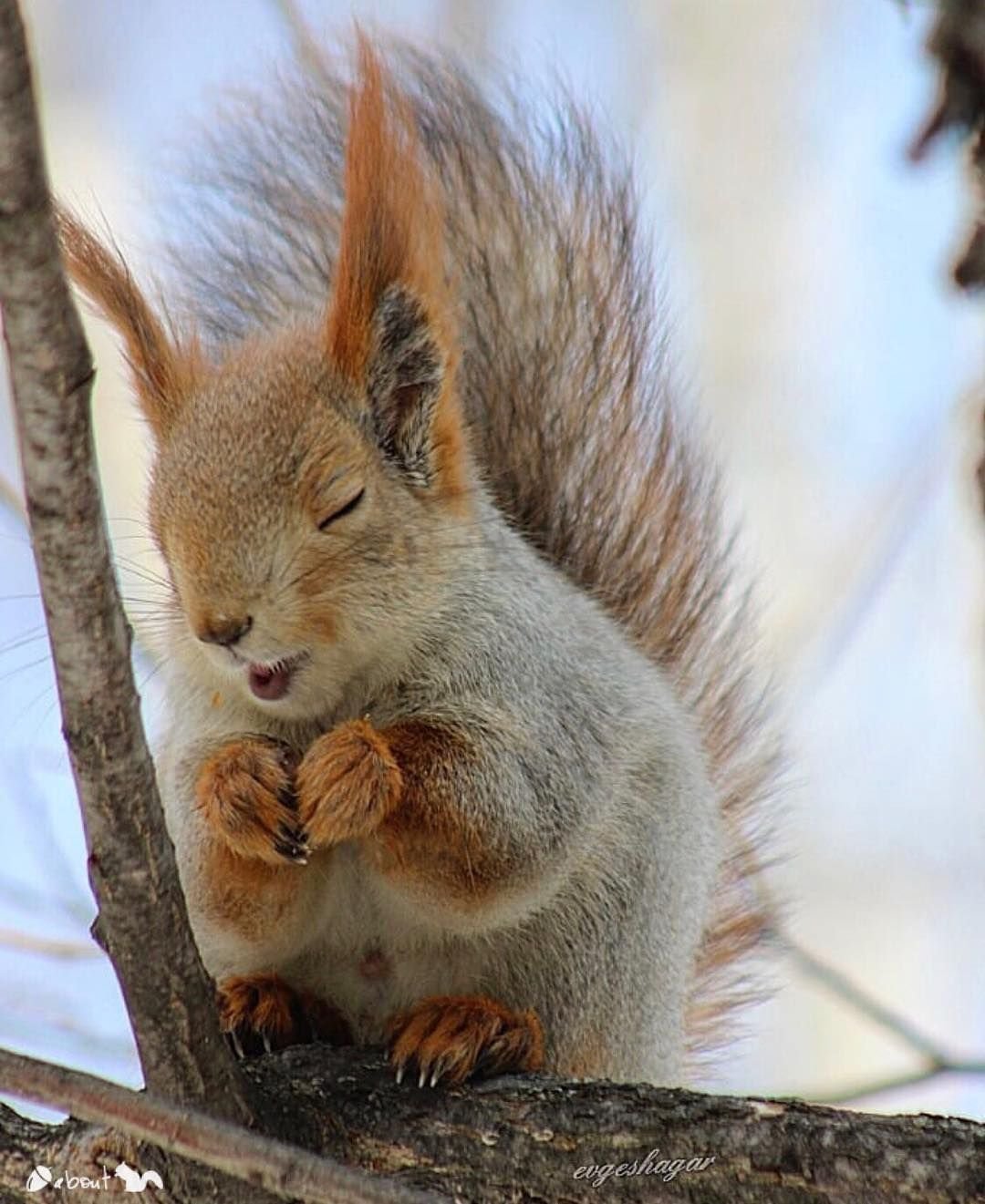 Белки в природе