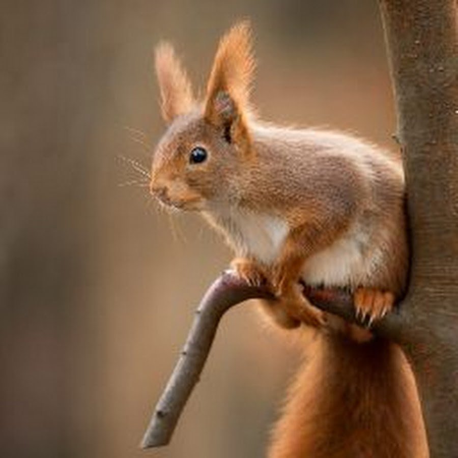 Белочка на море