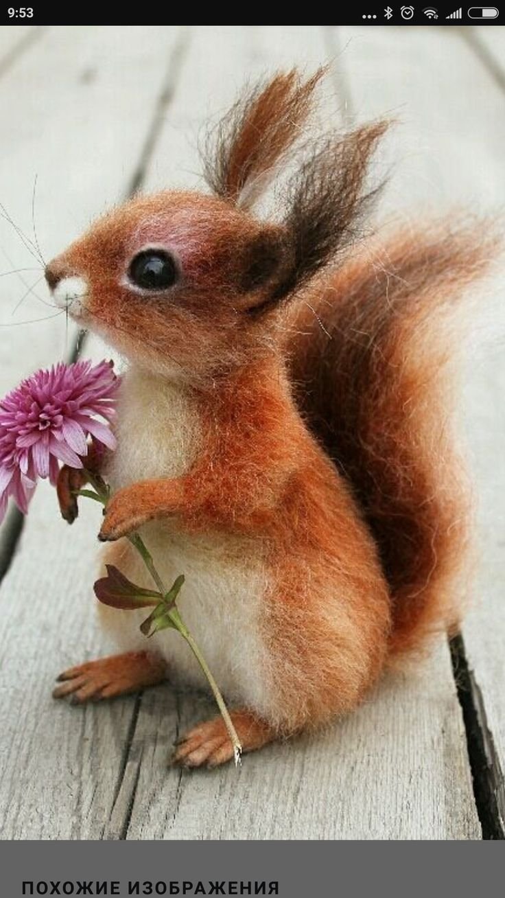 Обои на рабочий стол Белочка