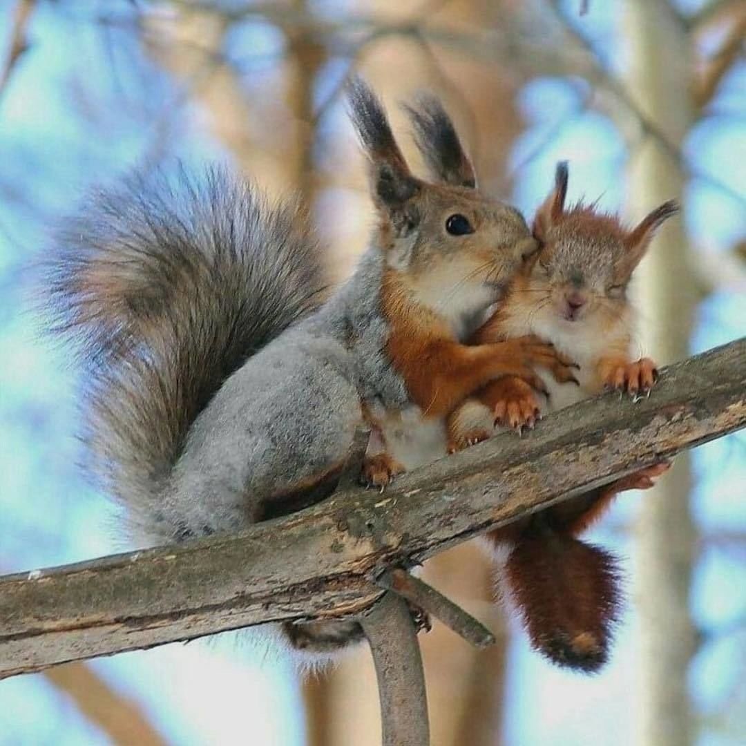 Животные летом