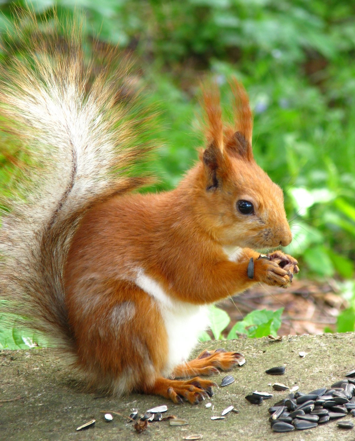 Белка медитирует