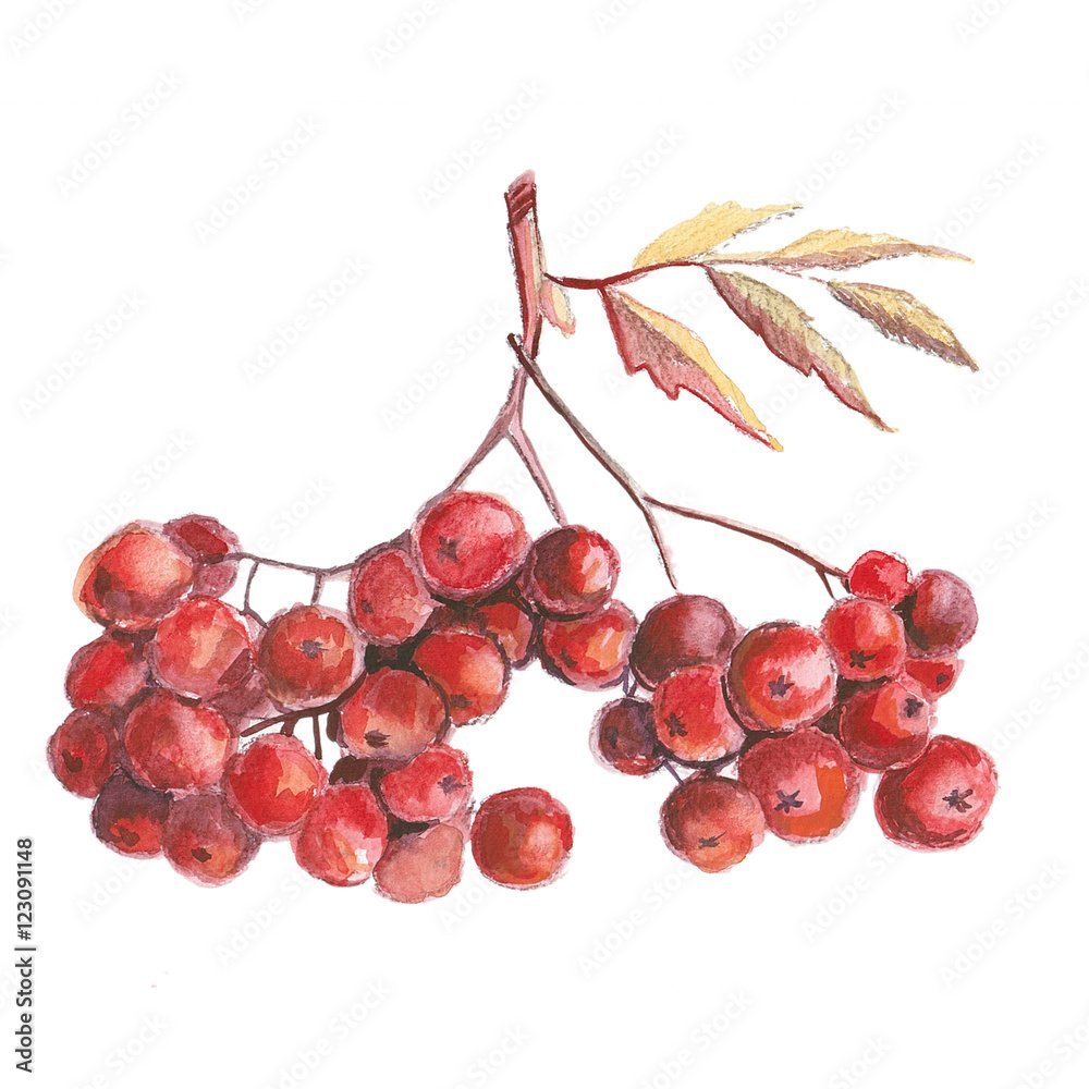 Ветка с ягодами акварелью