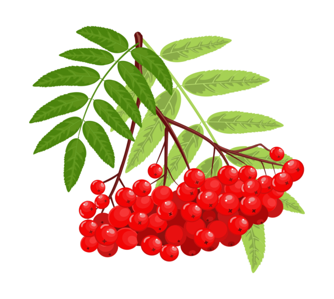 Калина красная Рябиновая веточка