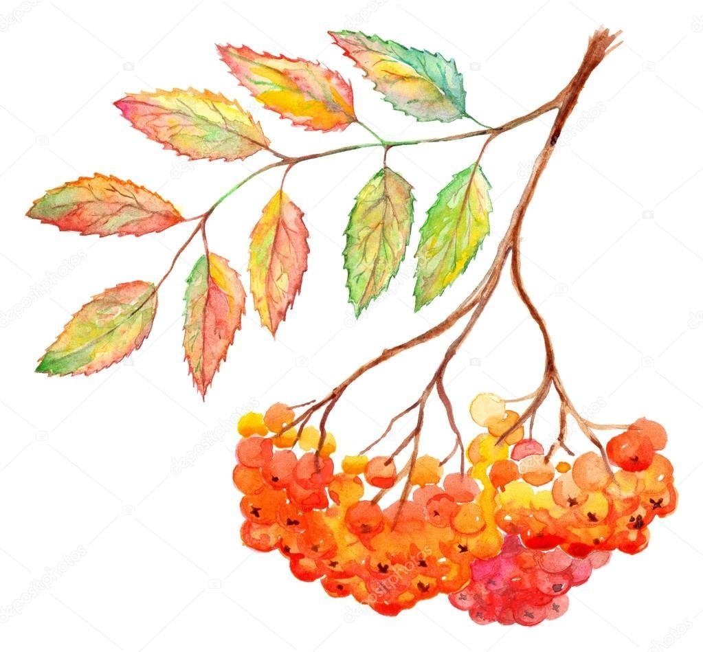 Бусы из рябины