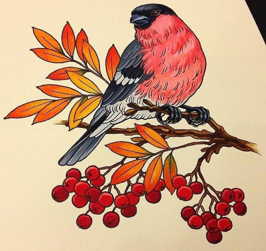 Снегирь рисунок