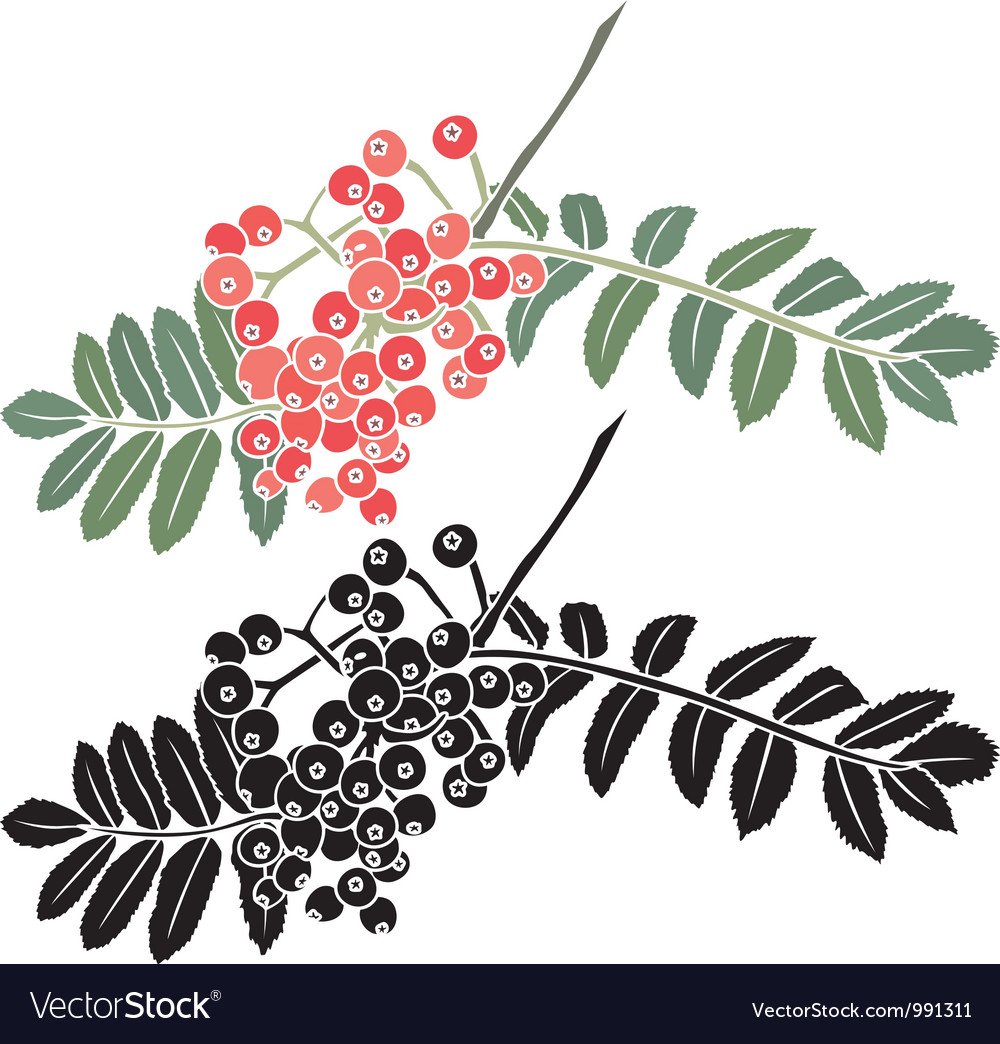 Ветка рябины картинка