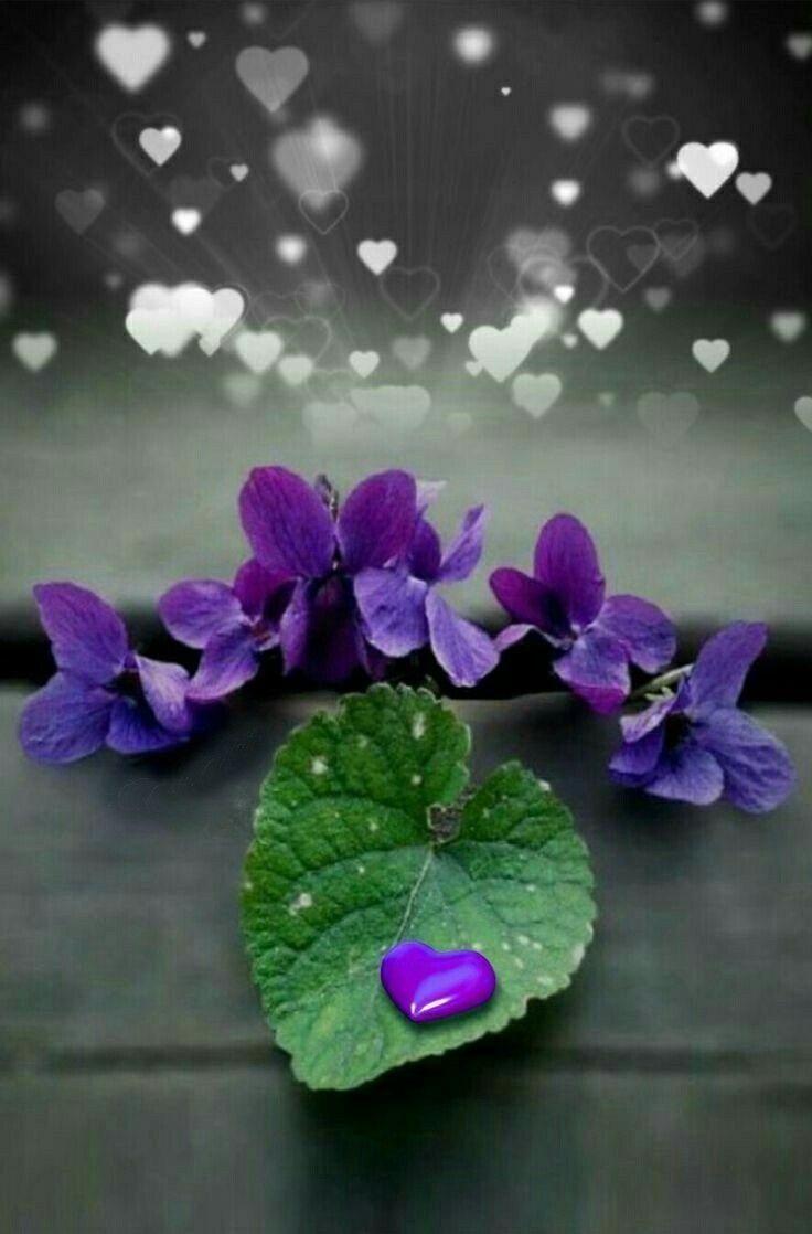 Доброе утро фиолетовый