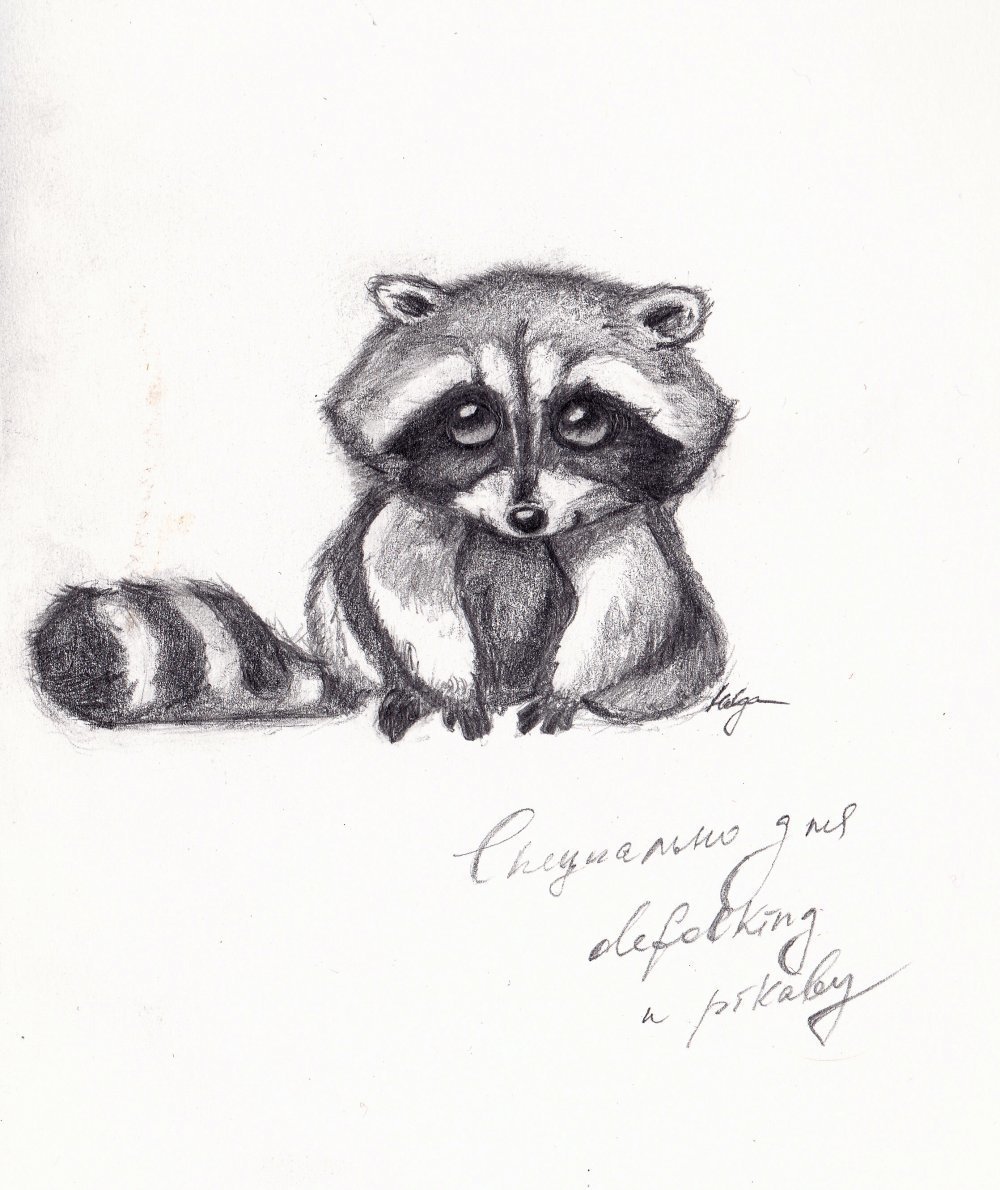 Енотик рисунок карандашом