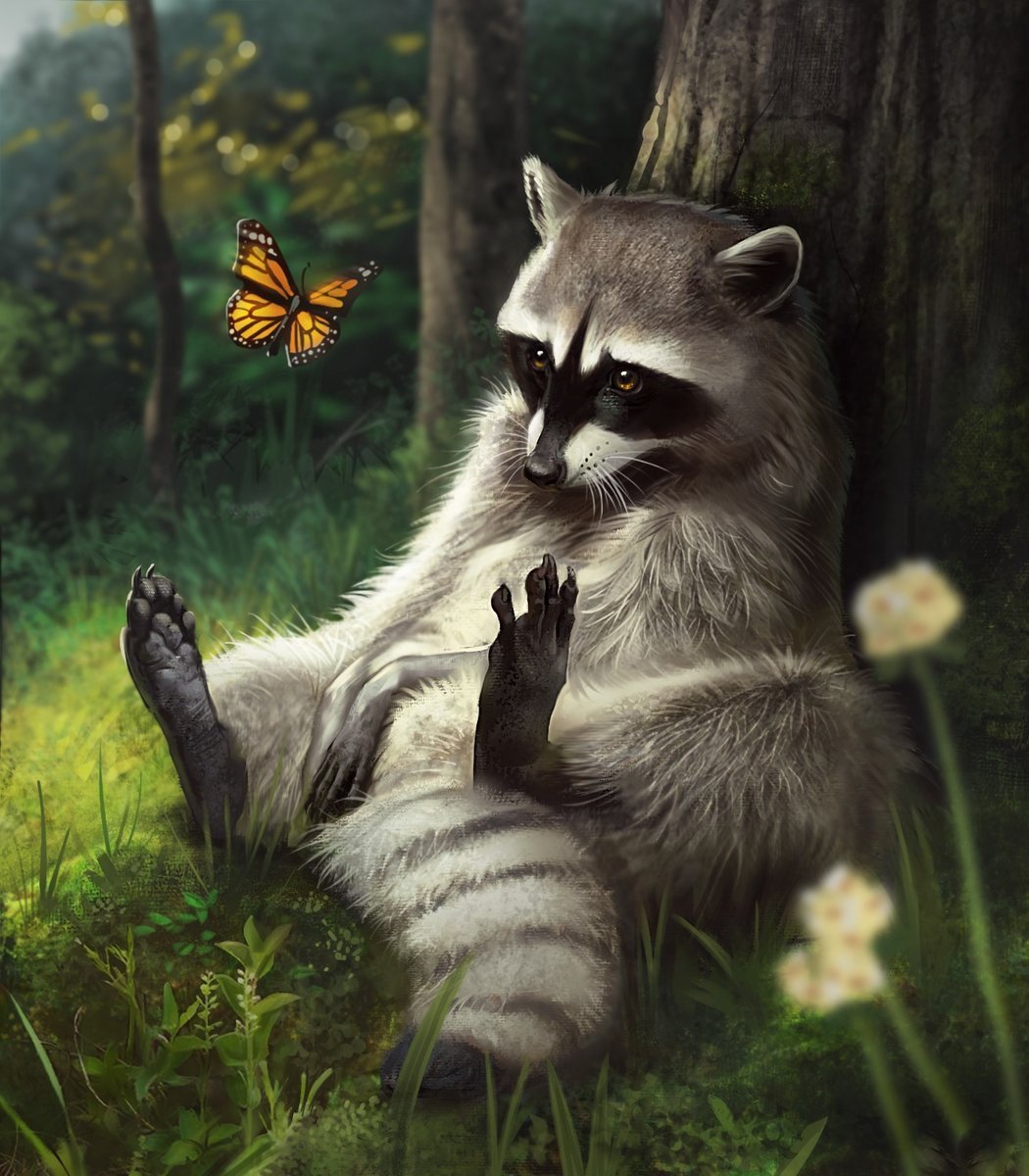 Енот полоскун аниме