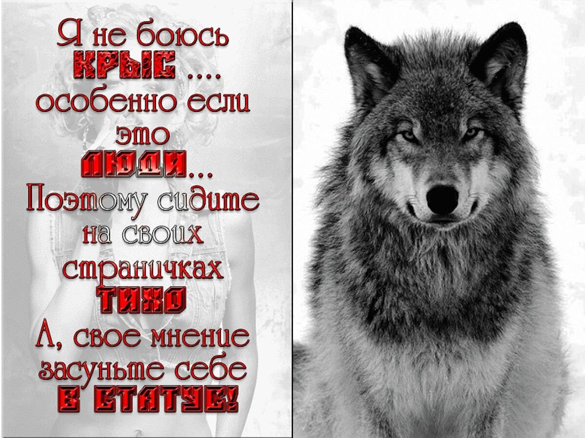 Статусы с волками