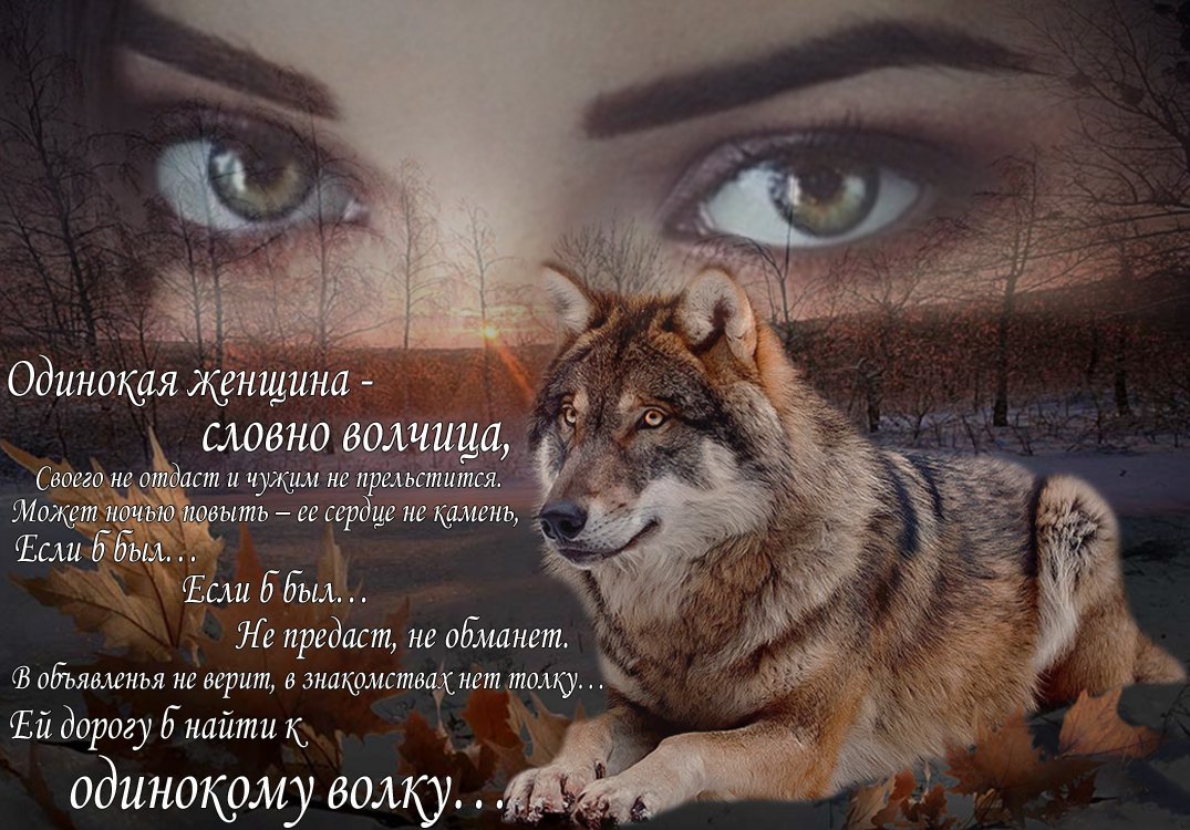 Одинокая волчица