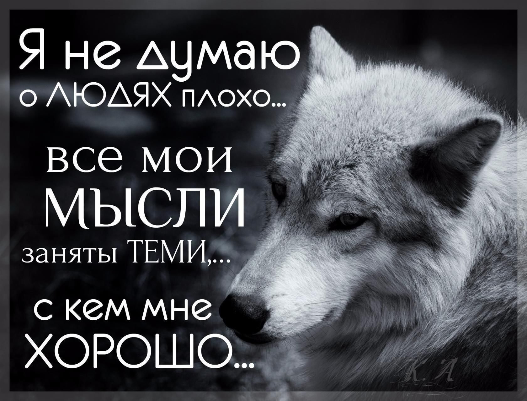 Говорю мысли вслух. Цитаты волка. Цитаты про Волков со смыслом. Волк умные цитаты. Волчьи цитаты.