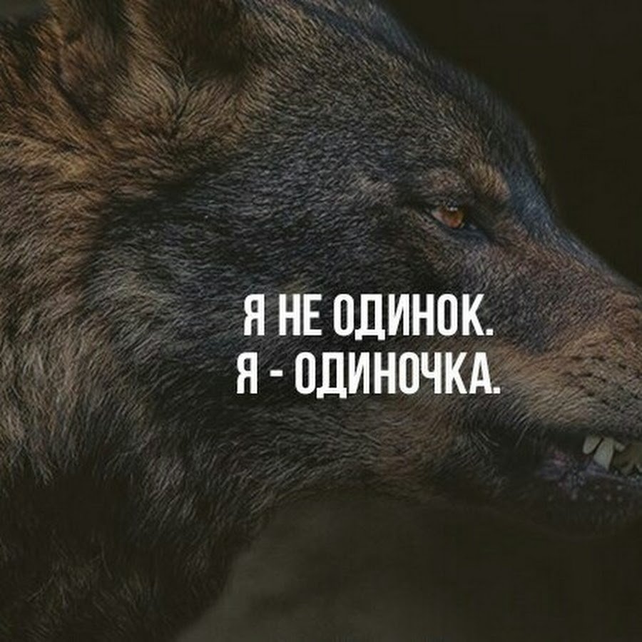 Циат ы про одинокого волка