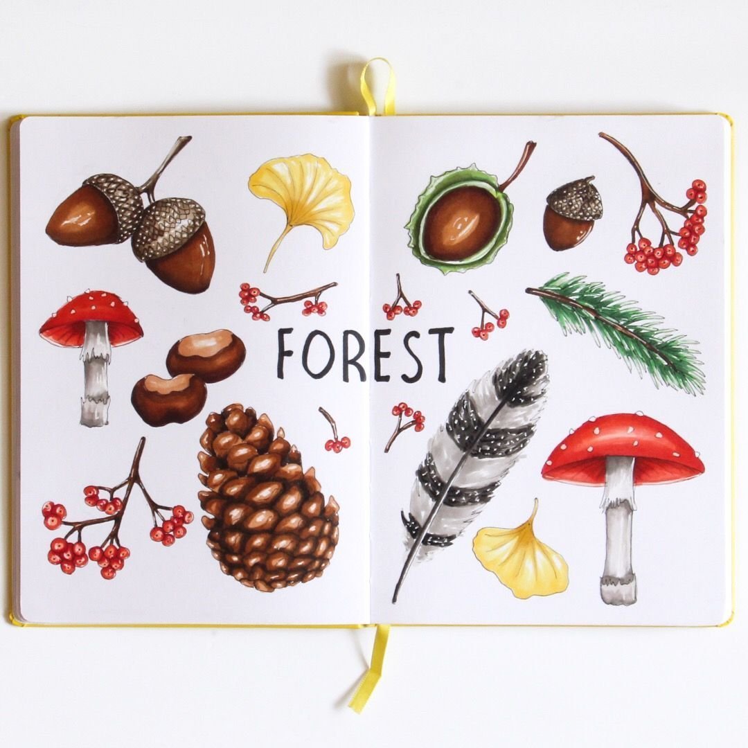 Съедобные грибы для срисовки