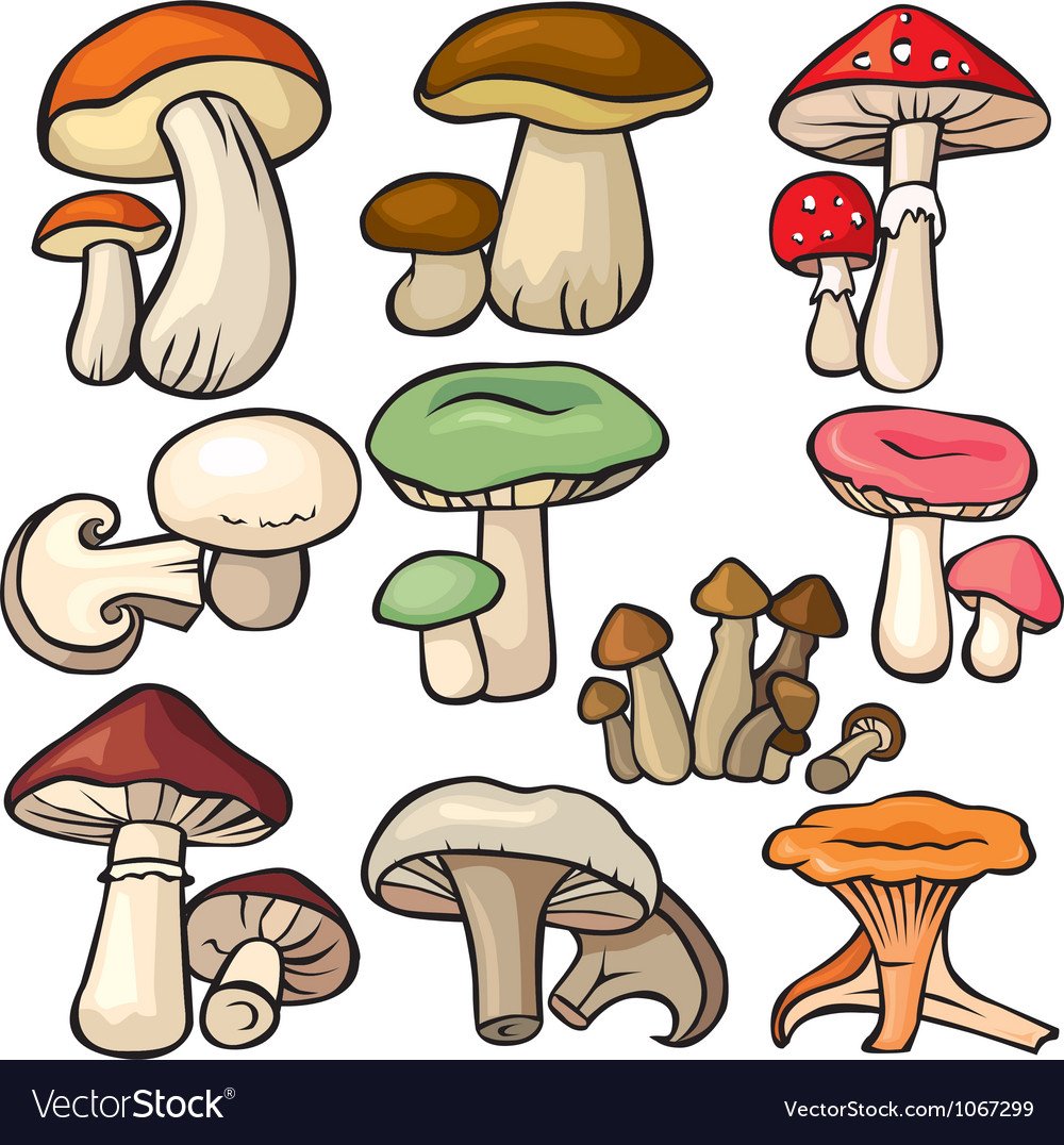 Рисунки грибов карандашом