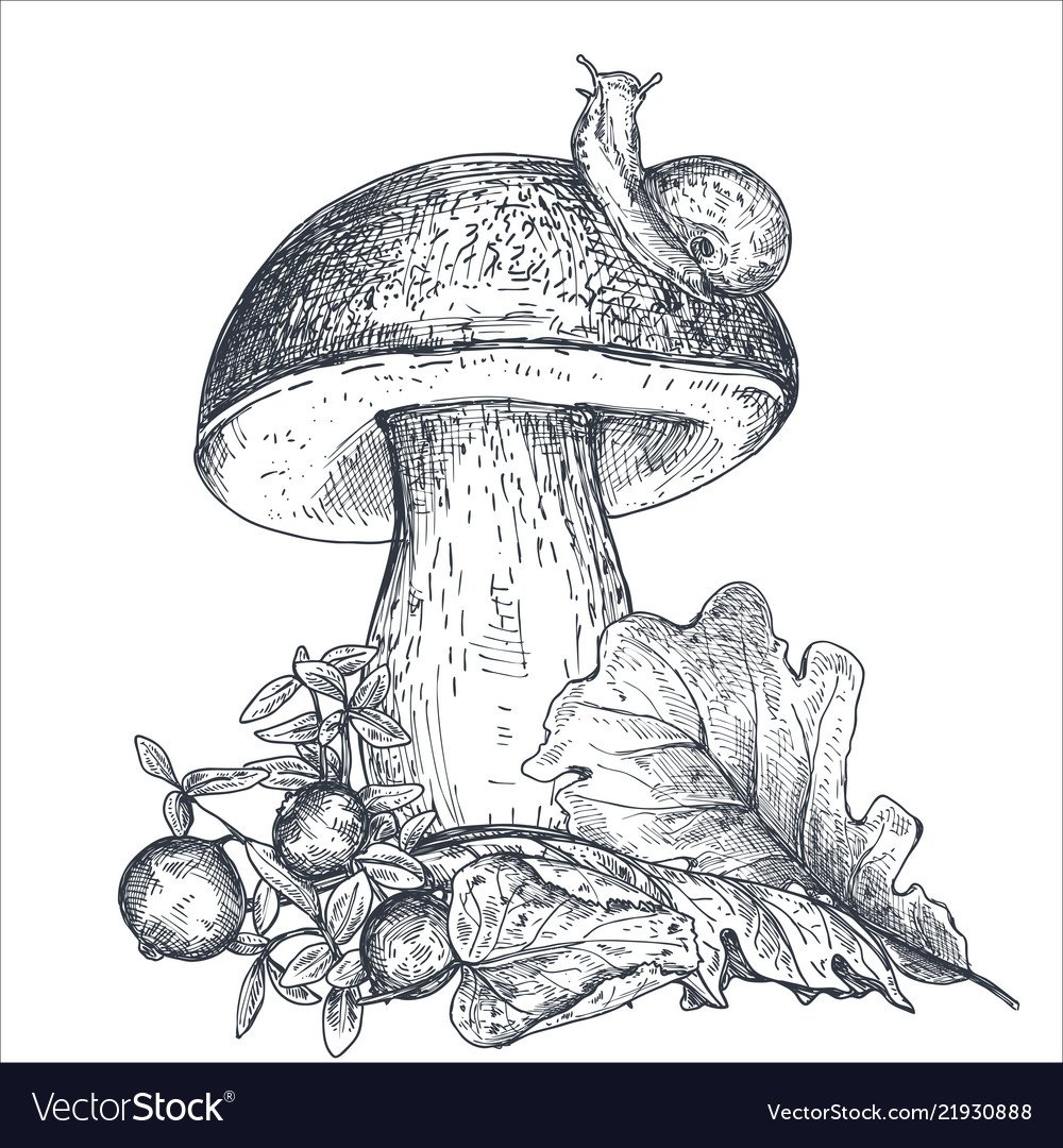 Аманита Мускария арт